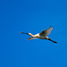 Spoonbill