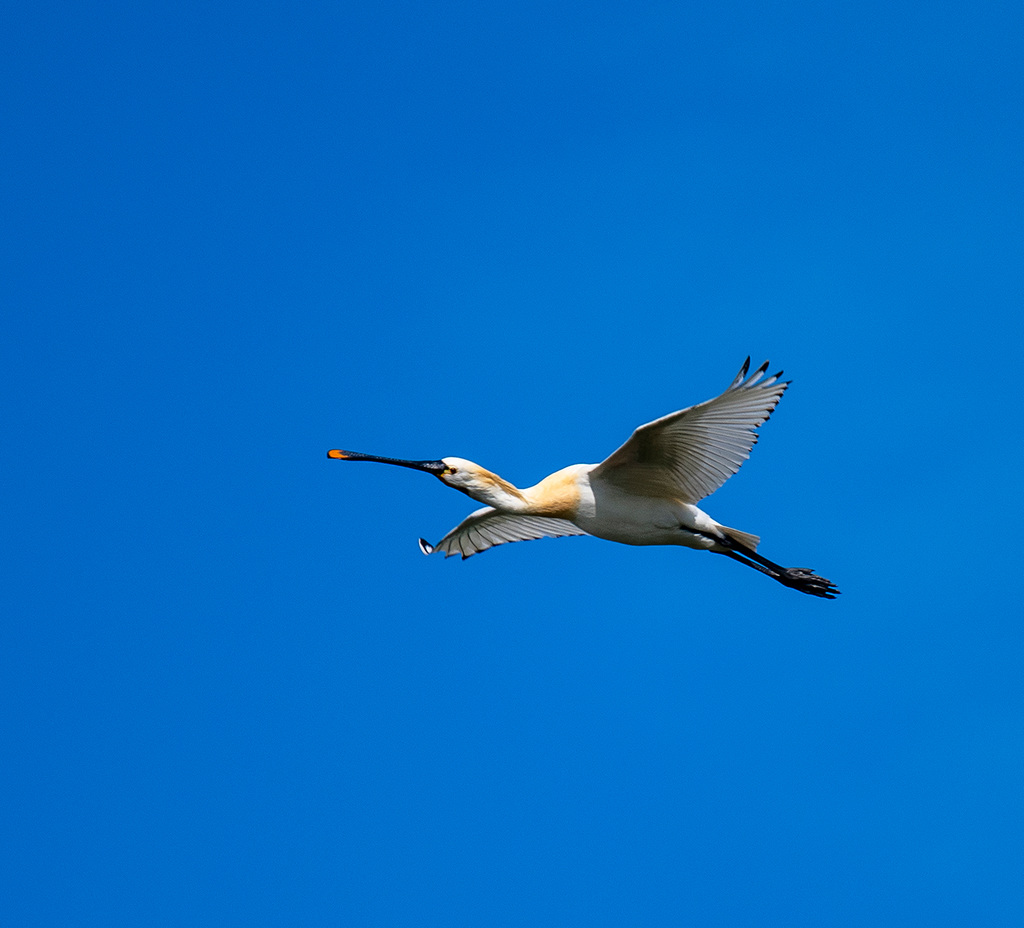 Spoonbill