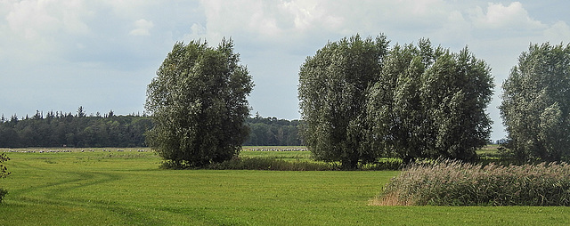 20190906 5839CPw [D~VR] Kranich (Grus grus), Silber-Weide (Salix alba), Groß Mohrdorf