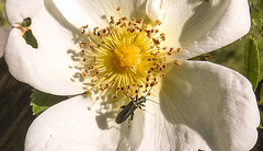 20200517 7442CPw [D~LIP] Bibernell-Rose (Rosa spinosissima), Grüner Scheinbockkäfer (Oedemera nobiles), UWZ, Bad Salzuflen