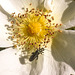 20200517 7442CPw [D~LIP] Bibernell-Rose (Rosa spinosissima), Grüner Scheinbockkäfer (Oedemera nobilis) [Blaugrüner Schenkelkäfer], UWZ, Bad Salzuflen