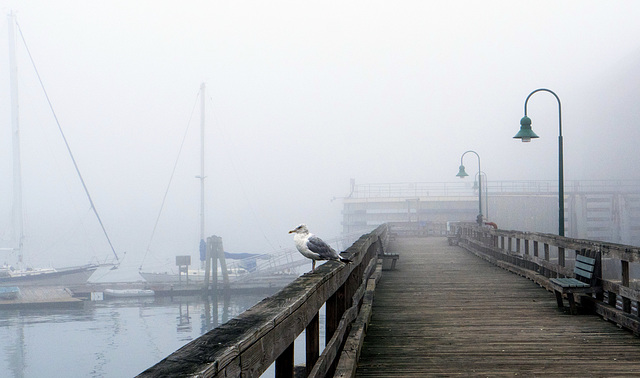 Gull, Thomas Knight Park