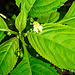 20210609 0583CPw [D~LIP] Kleinblütiges Springkraut (Impatiens parviflora), Bad Salzuflen