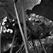 Stems.(Gunnera).