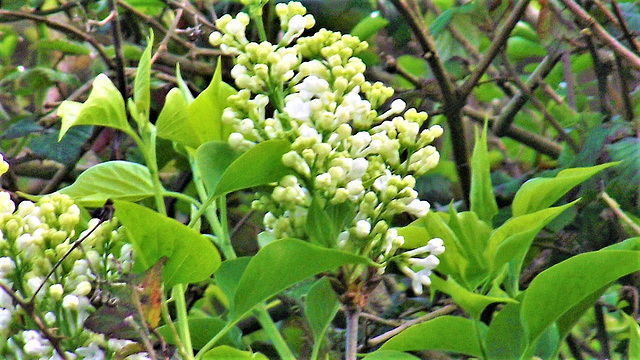 White lilac