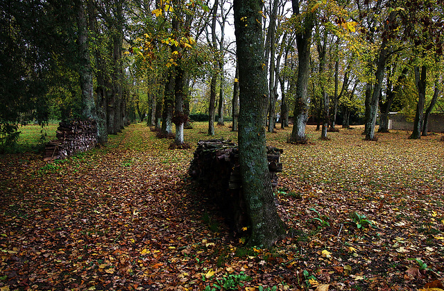 Retour à l'instinct primaire dans ce parc privé . Avec ce tas de bois j'assure le confort thermique , le gîte dans la ferme et le couvert dans les restos de proximité .