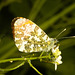 EF7A9988 Orange Tip