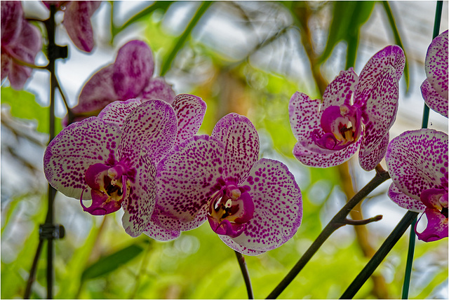 Orchid Plants 31