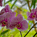 Orchid Plants 31
