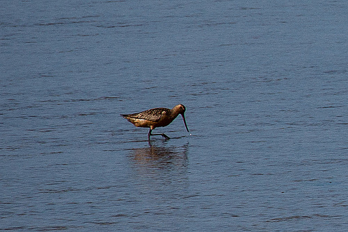 20140907 4822VRAw [NL] Pfuhlschnepfe (Limosa lapponica),  Terschelling