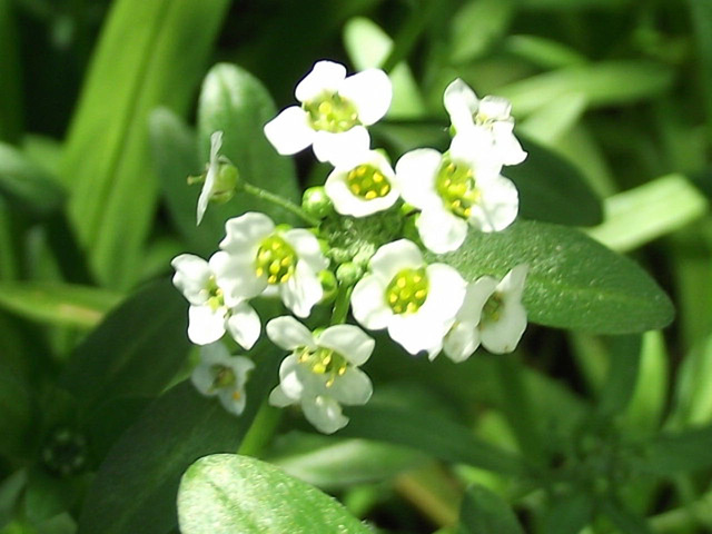 Close up of the new little flower