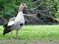 Egyptian Goose (2) - 9 May 2015