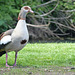 Egyptian Goose (2) - 9 May 2015