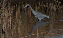 Wading Awhile