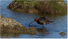 PARC du TEICH (33 Gironde)