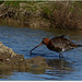 PARC du TEICH (33 Gironde)