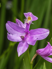 Calopogon tuberosus (Common Grass-pink orchid) in the bog garden