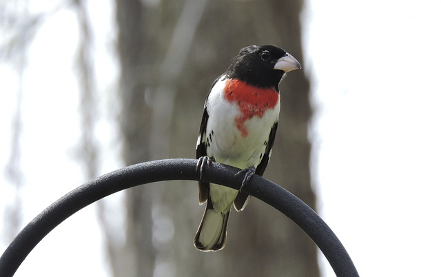 Rose-breasted Grosbeaks