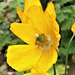 The Californian Poppy is a fantastic explosion of colour