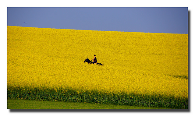 Der goldene Reiter - The golden rider (© Pipo63)