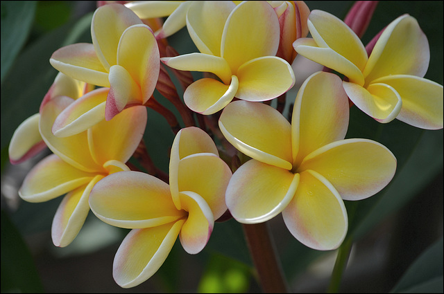 Plumeria