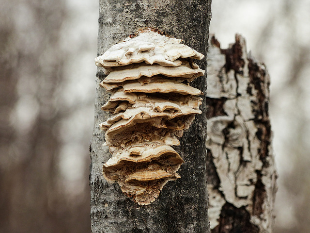 Day 8, fungus, Portneuf-sur-Mer, Quebec