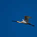 Spoonbill