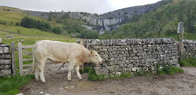 Malham Cove