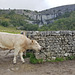 Malham Cove