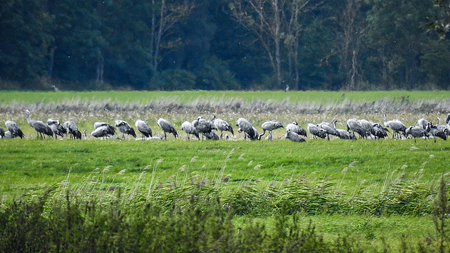 20190906 5840CPw [D~VR] Kranich (Grus grus), Groß Mohrdorf