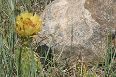 cactus flower and stone 3