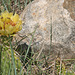 cactus flower and stone 3