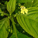 20210609 0584CPw [D~LIP] Kleinblütiges Springkraut (Impatiens parviflora), Bad Salzuflen