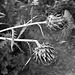 Thistle 2