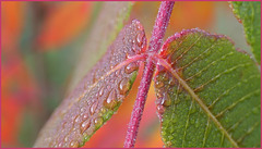 Matinale d'automne !