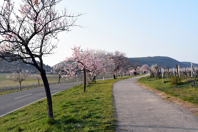 Mandelblüte in Gimmeldingen 2022