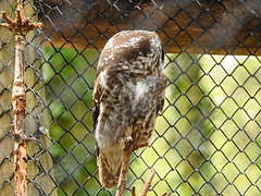 20220422 0615CPw [D~HF] Steinkauz (Athene noctua), Herford