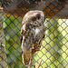 20220422 0615CPw [D~HF] Steinkauz (Athene noctua), Herford