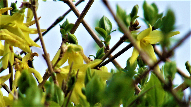 Yellow forsythia