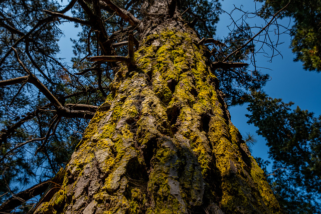 Powerful Tree