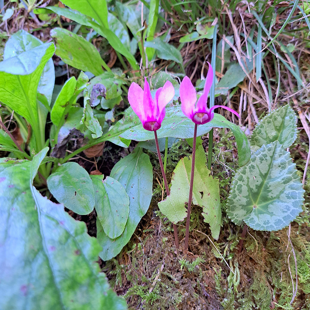 Zyklamen / Alpenveilchen (Cyclamen)