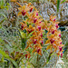 Orchid Plants 32