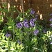 Bluebells still flowering