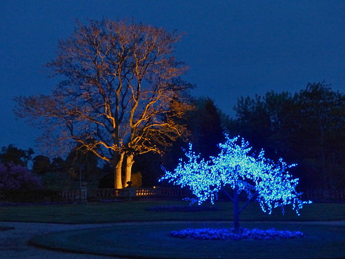 Two Trees - 9 May 2015