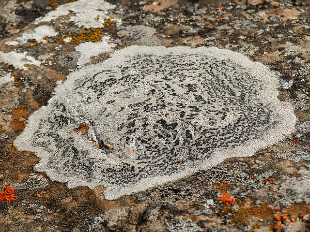 The art of nature - Lecidea tessellata