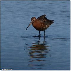 PARC du TEICH (33 Gironde) BLUE PLANET/PLANETE BLEUE