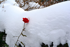 Red rose in the snow