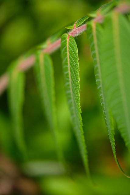 DSCF9637
