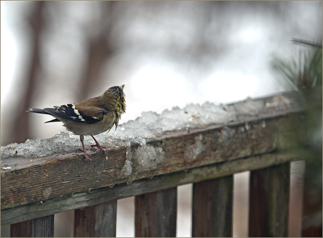 Wet goldfinch