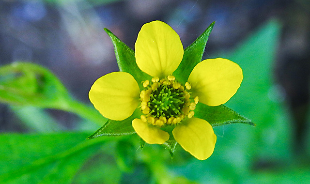 20210609 0588CPw [D~LIP] Echte Nelkenwurz (Geum urbanum), Bad Salzuflen